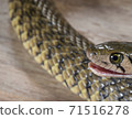 Grass snake, Xenochrophis piscator, fishing snake, fish snake, red snake, water grass snake, small yellow snake, snake 71516278