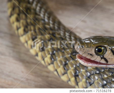 草花蛇、Xenochrophis piscator、漁游蛇、魚蛇、紅糟蛇、水草蛇、小黃蛇、snake 71516278