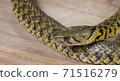 Grass snake, Xenochrophis piscator, fishing snake, fish snake, red snake, water grass snake, small yellow snake, snake 71516279