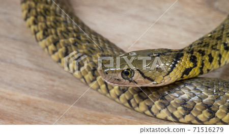 草花蛇、Xenochrophis piscator、漁游蛇、魚蛇、紅糟蛇、水草蛇、小黃蛇、snake 草花蛇、Xenochrophis piscator、漁游蛇、魚蛇、紅糟蛇、水草蛇、小黃蛇、snake 71516279