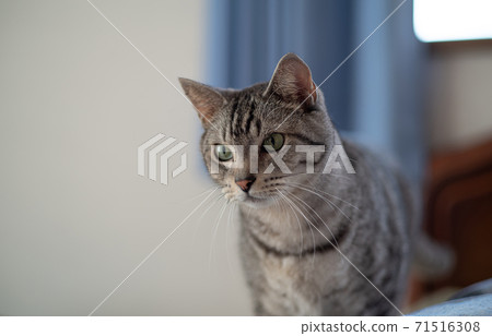 Staring cat, Sabatra cat Staring cat, Sabatra cat 71516308