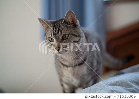 Staring cat, Sabatra cat Staring cat, Sabatra cat 71516309