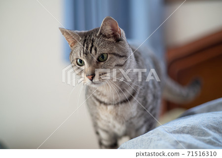 Staring cat, Sabatra cat Staring cat, Sabatra cat 71516310
