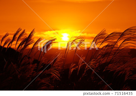 原石高原壽喜染在日出 71516435