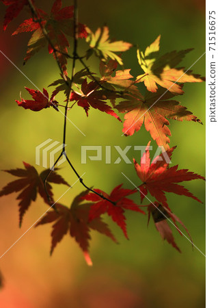 享受美麗的秋葉 享受美麗的秋葉 71516675