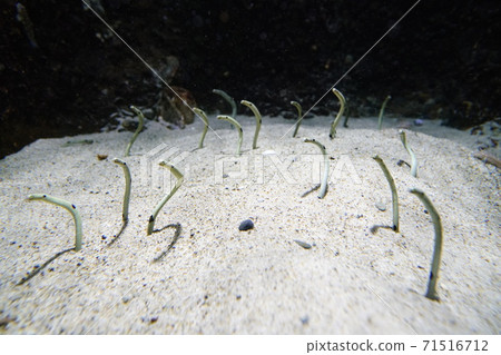Spotted garden eel hula Spotted garden eel hula 71516712