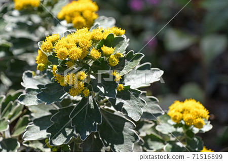 Sea chrysanthemum Sea chrysanthemum 71516899