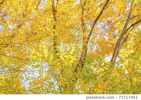 Forest of autumn leaves Golden autumn leaves 71517401