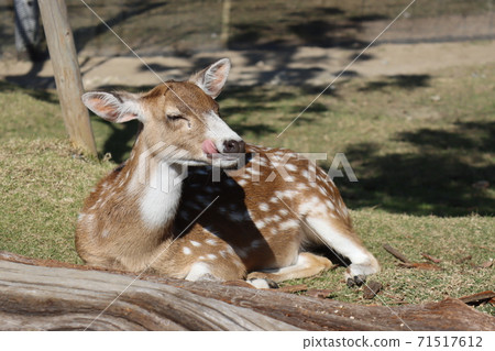 攝於神戶動物王國(軸吉卡) 攝於神戶動物王國(軸吉卡) 71517612