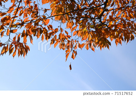 Autumn leaves of acacia 71517652