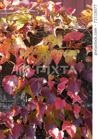 Red ivy leaves on the wall Red ivy leaves on the wall 71518077