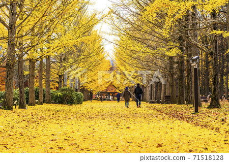 山形縣天童市山形縣立運動公園的一排回音樹，一片落葉 71518128