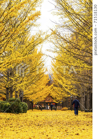 山形縣天童市山形縣立運動公園的一排回音樹,一片落葉 山形縣天童市山形縣立運動公園的一排回音樹,一片落葉 71518130