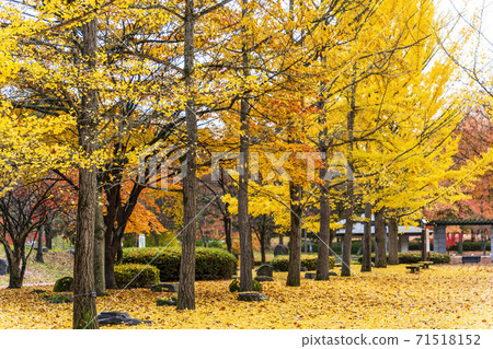 A row of ginkgo trees in Yamagata Prefectural Sports Park, a carpet of fallen leaves, Tendo City, Yamagata Prefecture 71518152