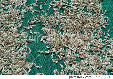 海邊風景 海邊風景 71518204