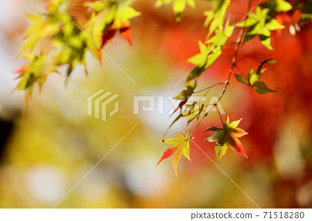 Autumn leaves 71518280