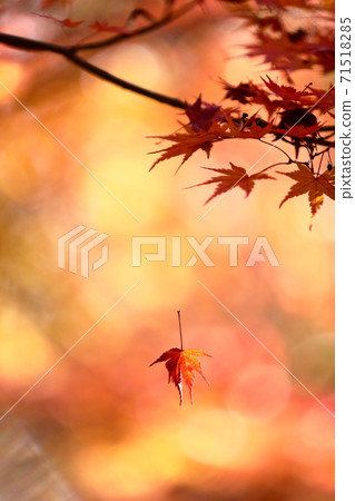 Autumn leaves Autumn leaves 71518285