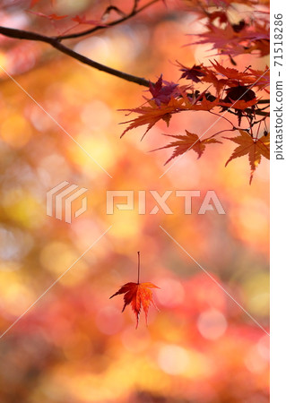 Autumn leaves Autumn leaves 71518286