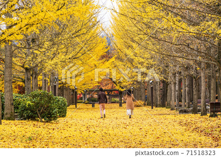 Ginkgo trees in Yamagata Prefectural Sports Park Men and women Tendo City, Yamagata Prefecture 71518323