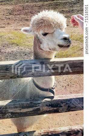 牧場羊駝 71518501
