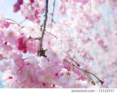 Ryugoin Shrine Spring weeping cherry tree 71518557