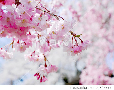 Ryugoin Shrine Spring weeping cherry tree 71518558