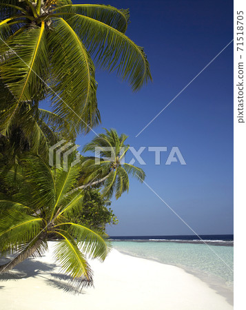 Palm trees and a tropical beach - Maldives 71518705