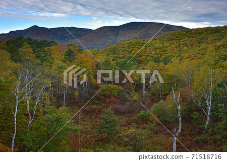 Autumn leaves in Shiga Kogen, Nagano Prefecture Autumn leaves in Shiga Kogen, Nagano Prefecture 71518716