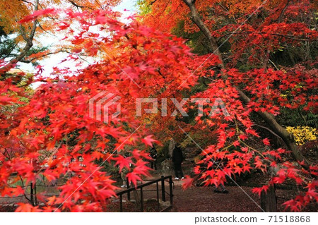 Sogi Park Autumn Leaves Hunting 71518868