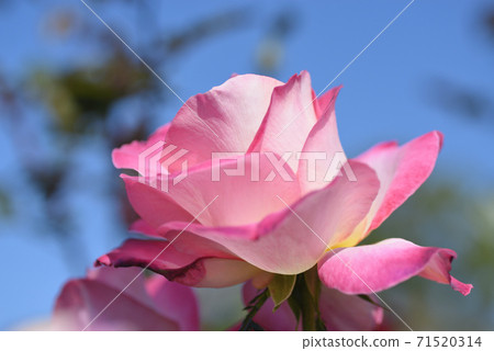 Rose (California · Dreaming) Rose (California · Dreaming) 71520314