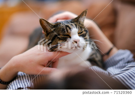 與貓的皮膚 71520360