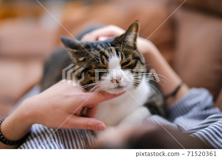 Skinship with cats 71520361