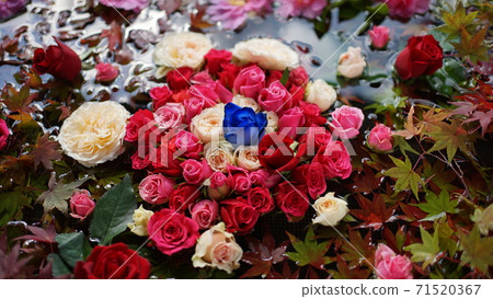 Roses and autumn leaves floating on the water Rainwater Roses and autumn leaves floating on the water Rainwater 71520367