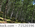 Summer birch forest 71520396