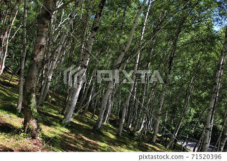 夏天的白樺林 夏天的白樺林 71520396