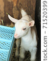 Goat baby 71520399
