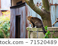Cat in Naoshima 71520489