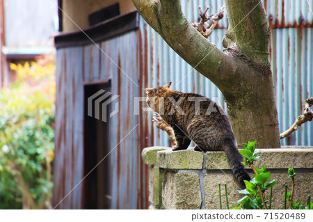 Cat in Naoshima Cat in Naoshima 71520489