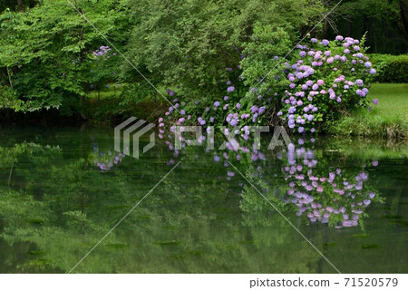 佐山市千住山植物園的公園池塘兩岸盛開著紫色繡球花。 佐山市千住山植物園的公園池塘兩岸盛開著紫色繡球花。 71520579