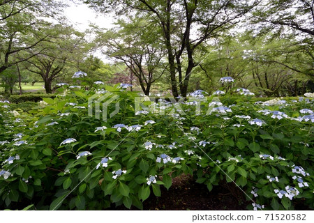 Sa山市千滿山植物園，白色和紫色的繡球繡球花在樹蔭下綻放 71520582