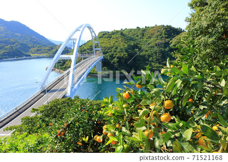 Setonai mandarin orange Setonai mandarin orange 71521168