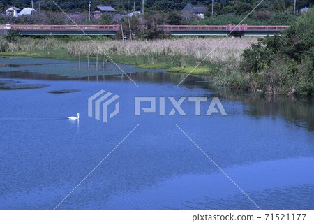 A bridge over Inba-numa, a mute swan 71521177
