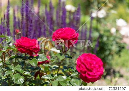 Rose flowers blooming in the summer rose garden in Sapporo 71521297