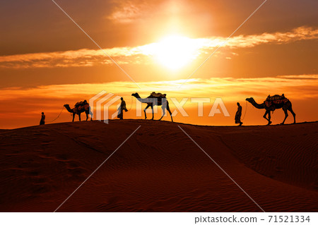 Cameleers, camel Drivers at sunset. 71521334