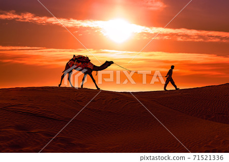 Cameleers, camel Drivers at sunset. 71521336