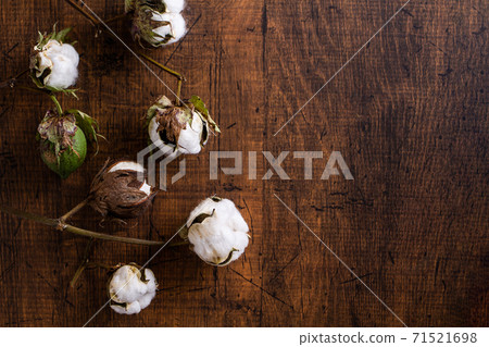 Cotton cotton fruit Cotton cotton fruit 71521698