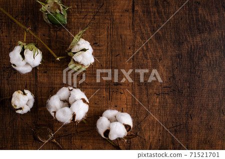 棉花棉花果實 71521701