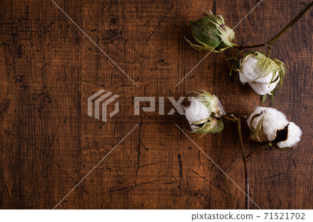 Cotton cotton fruit 71521702