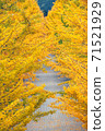 Ginkgo tree in autumn at Azuma sport park Fukushima Japan 71521929