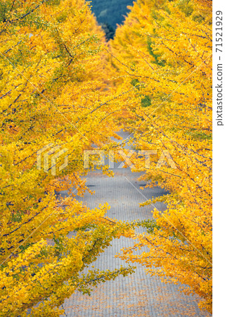 Ginkgo tree in autumn at Azuma sport park Fukushima Japan 71521929